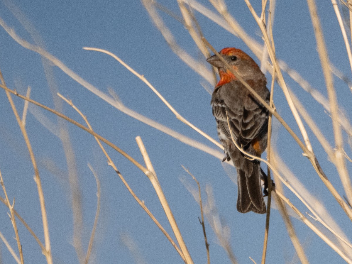 House Finch - ML620759955