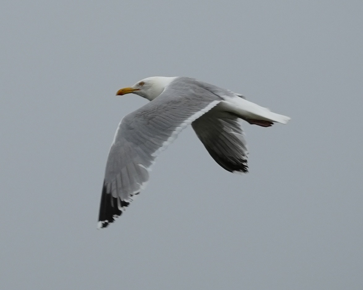 Herring Gull - ML620759956