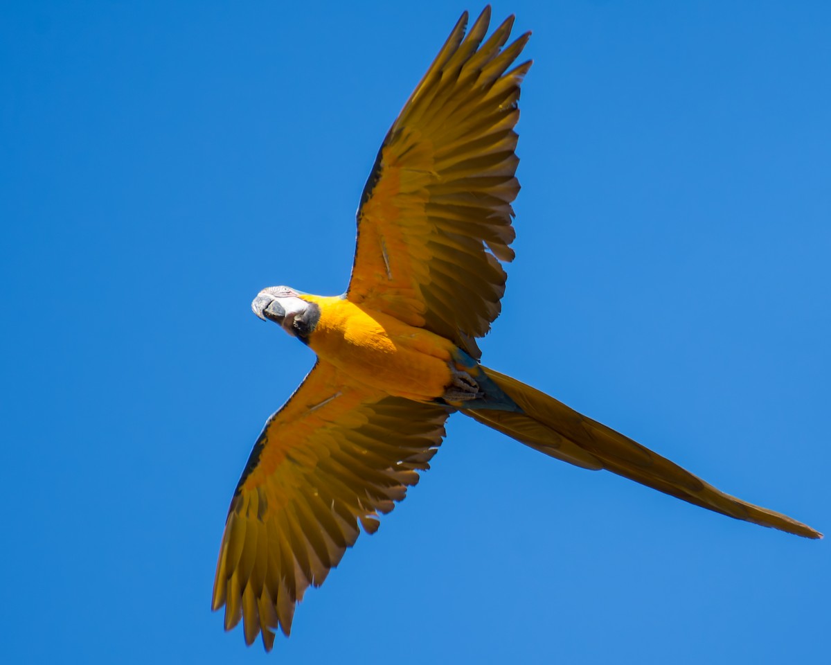 Blue-and-yellow Macaw - ML620759963