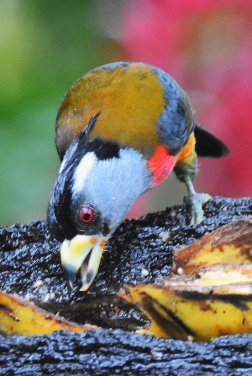 Toucan Barbet - ML620759964