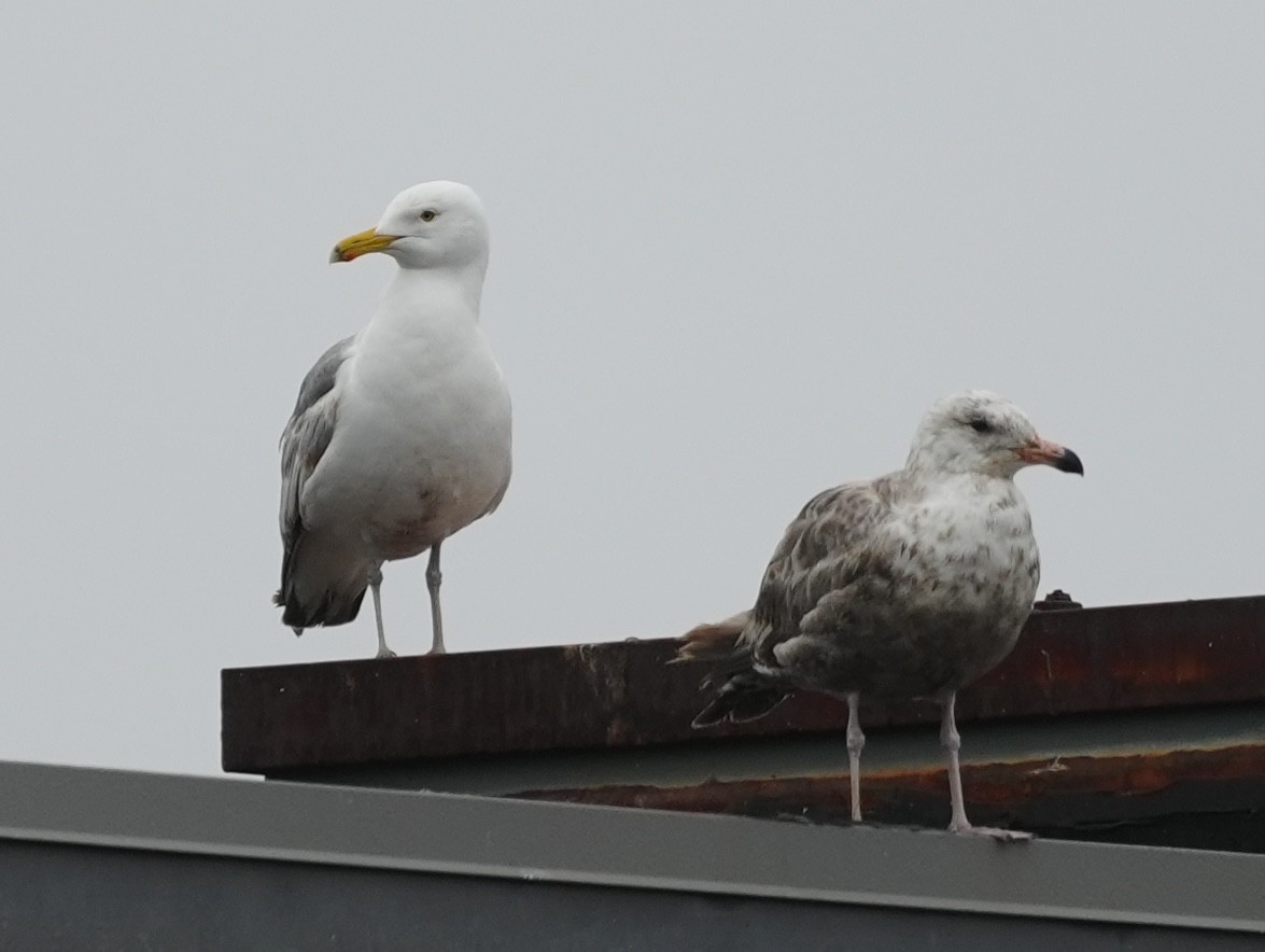 Herring Gull - ML620759965