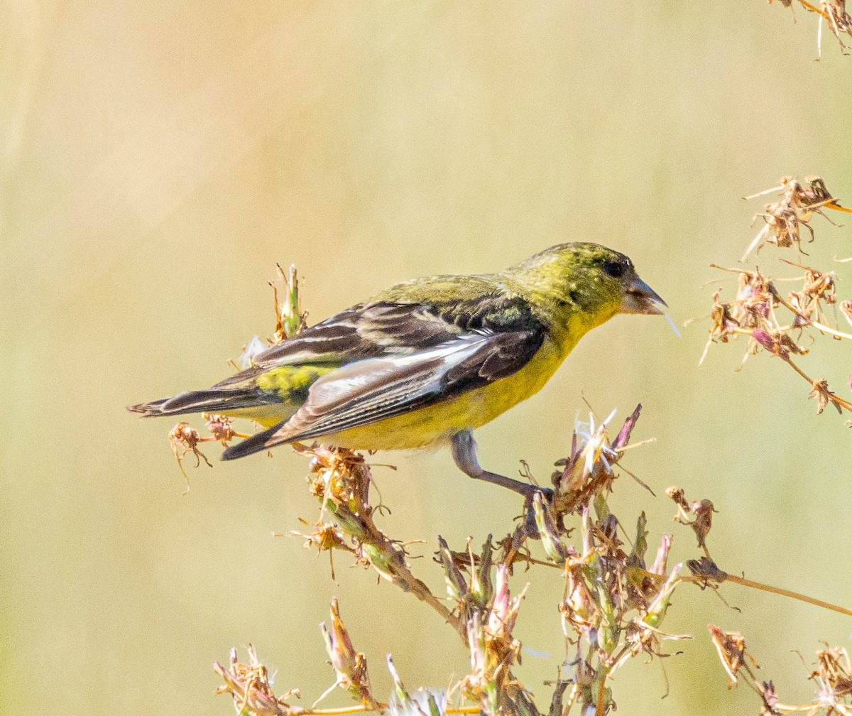 Lesser Goldfinch - ML620759968