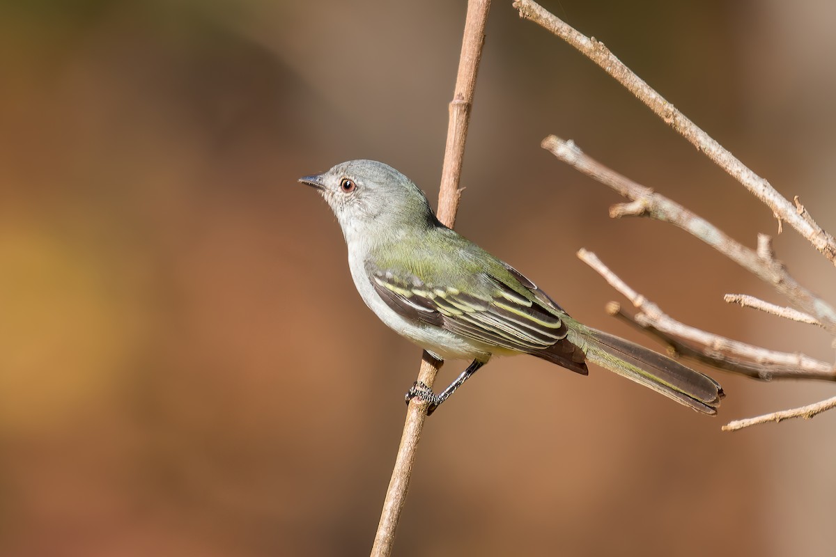 Gray-headed Elaenia - ML620759970