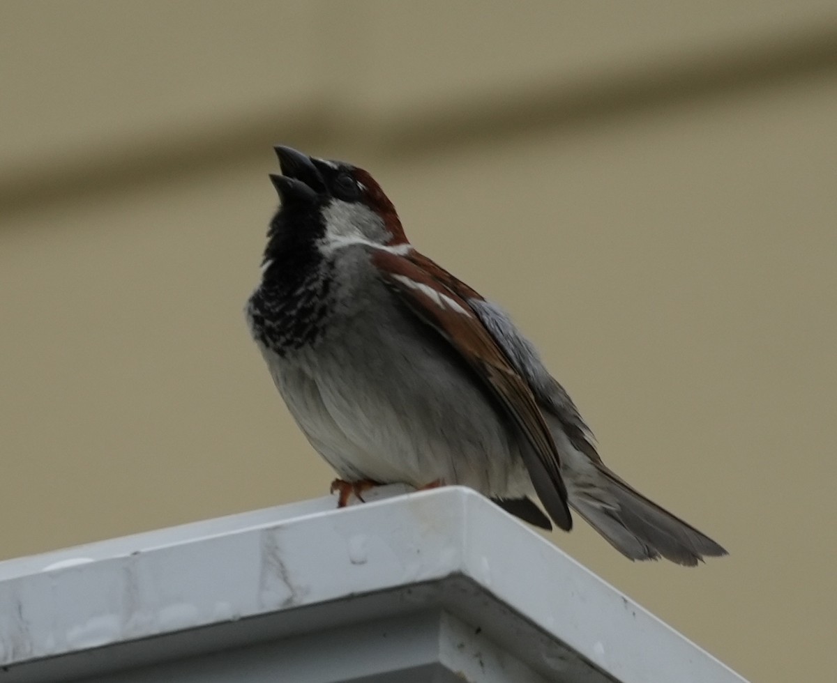 House Sparrow - ML620759980