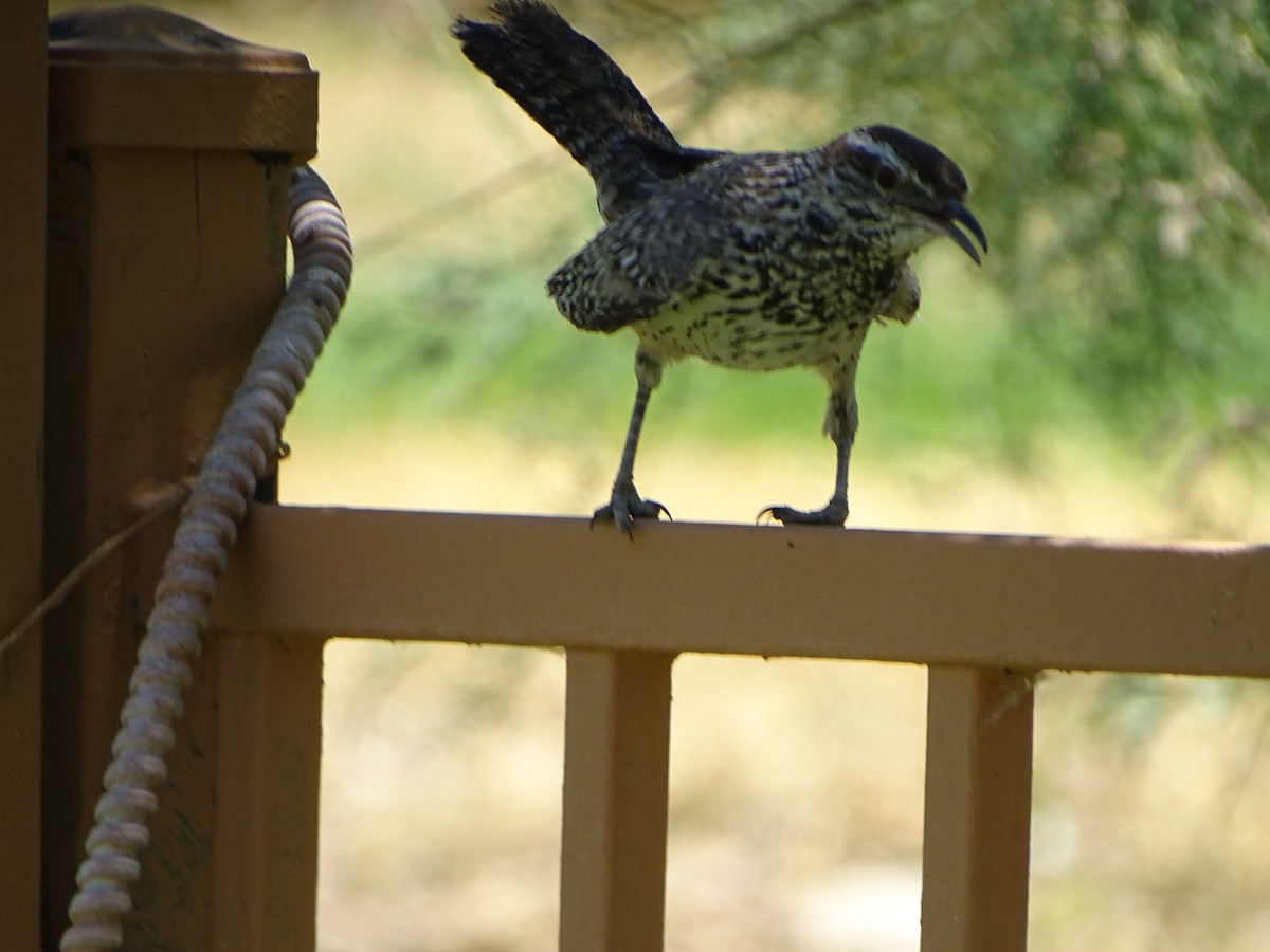 Cactus Wren - ML620759983