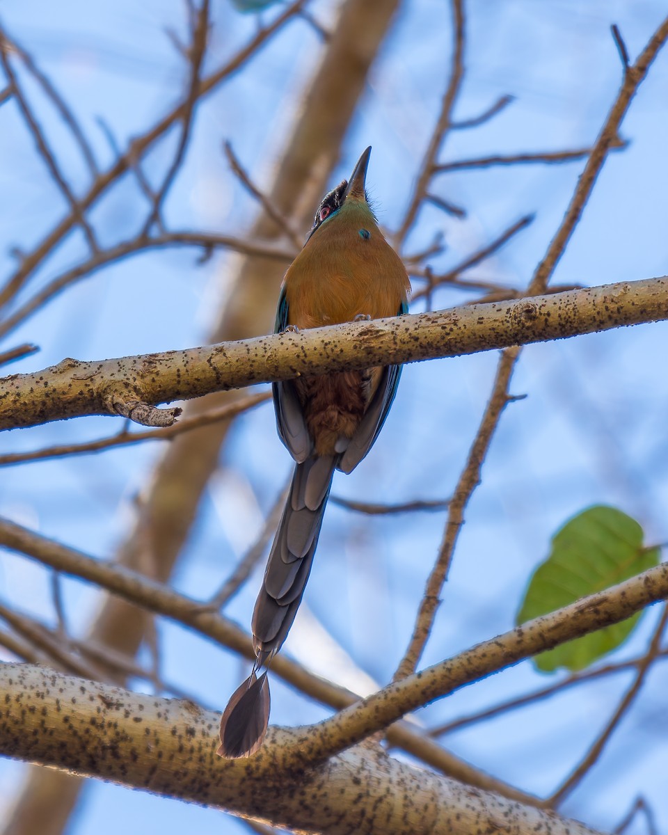 Amazonian Motmot - ML620759989