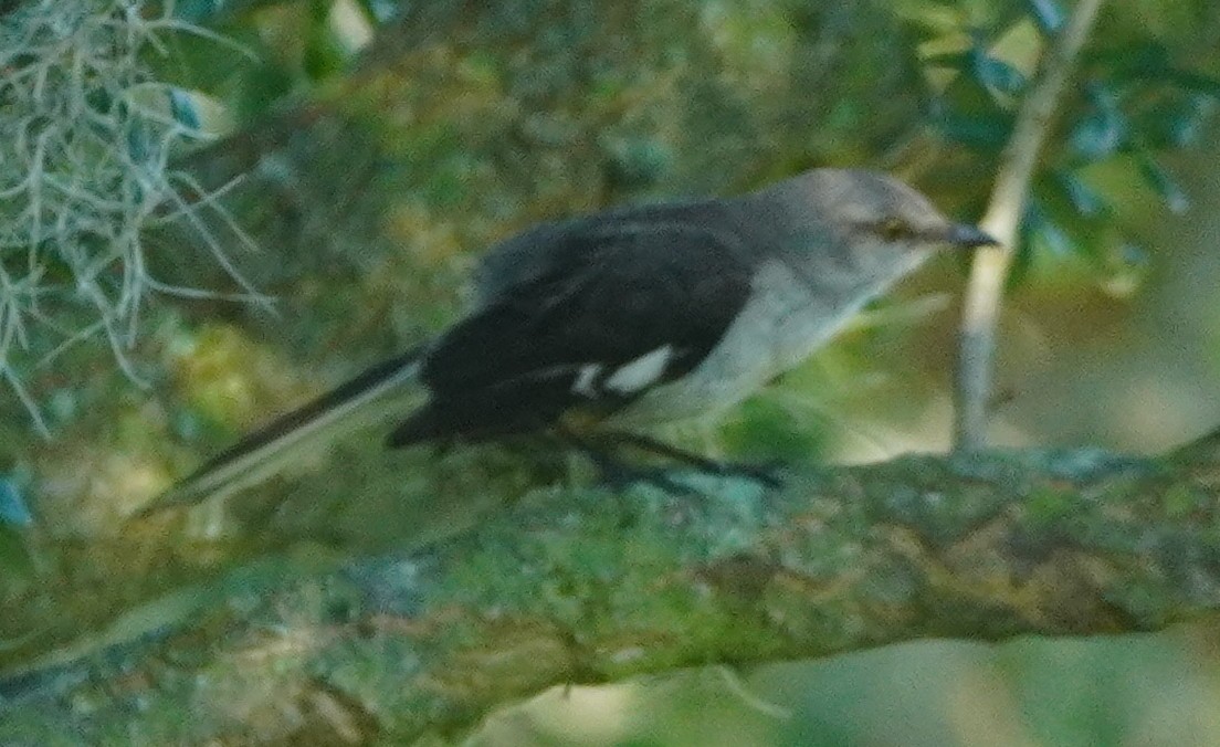 Northern Mockingbird - ML620759991