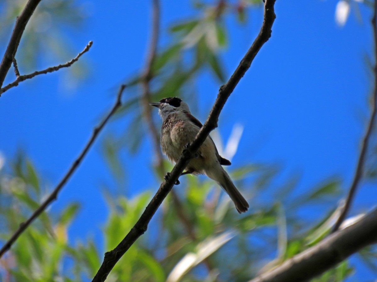 Eurasian Penduline-Tit - ML620759994