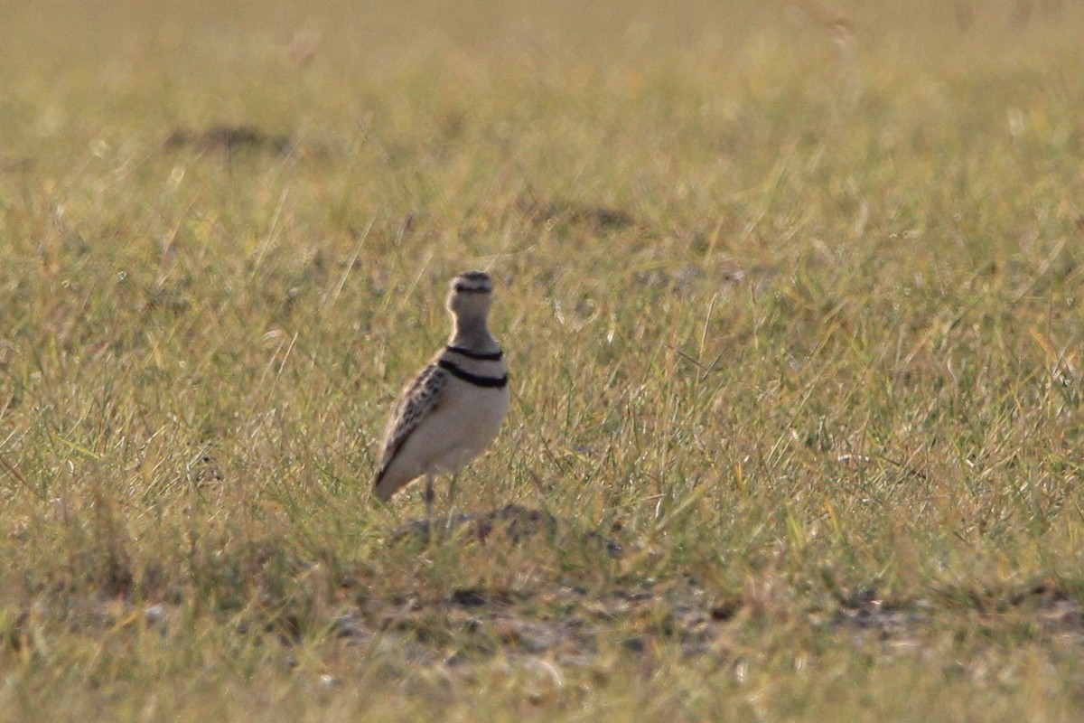 Double-banded Courser - ML620759995