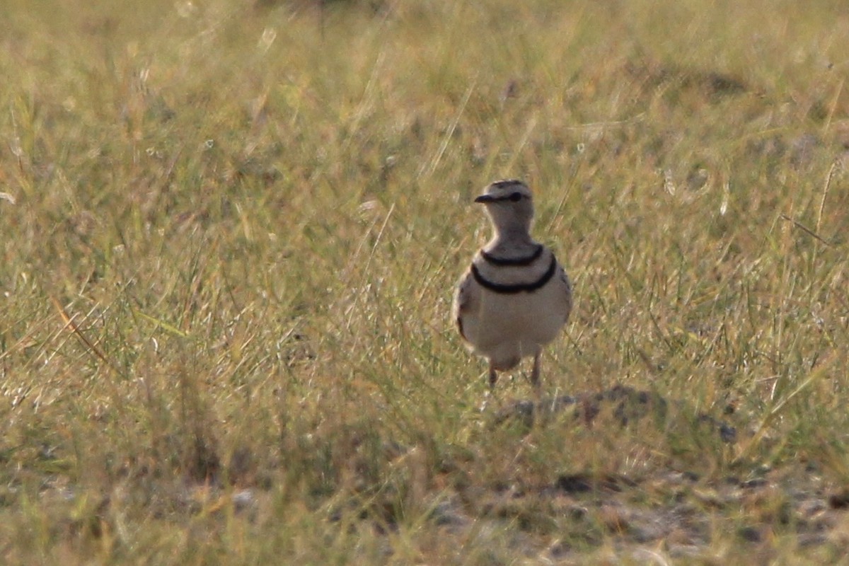 Double-banded Courser - ML620759996