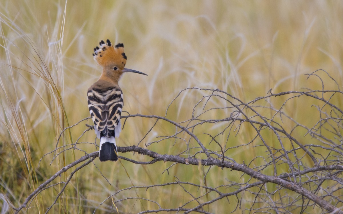 Eurasian Hoopoe - ML620760004