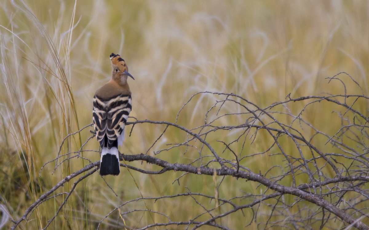 Eurasian Hoopoe - Jesús Iglesias