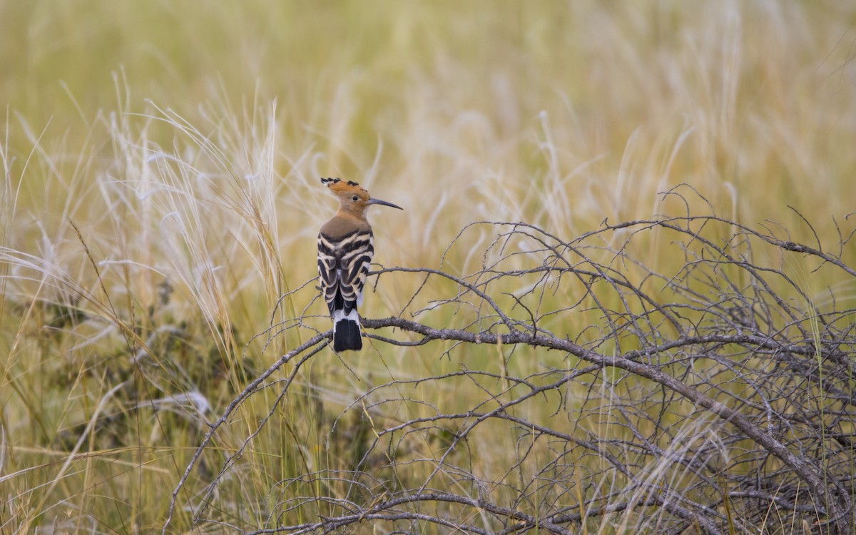 Eurasian Hoopoe - ML620760007