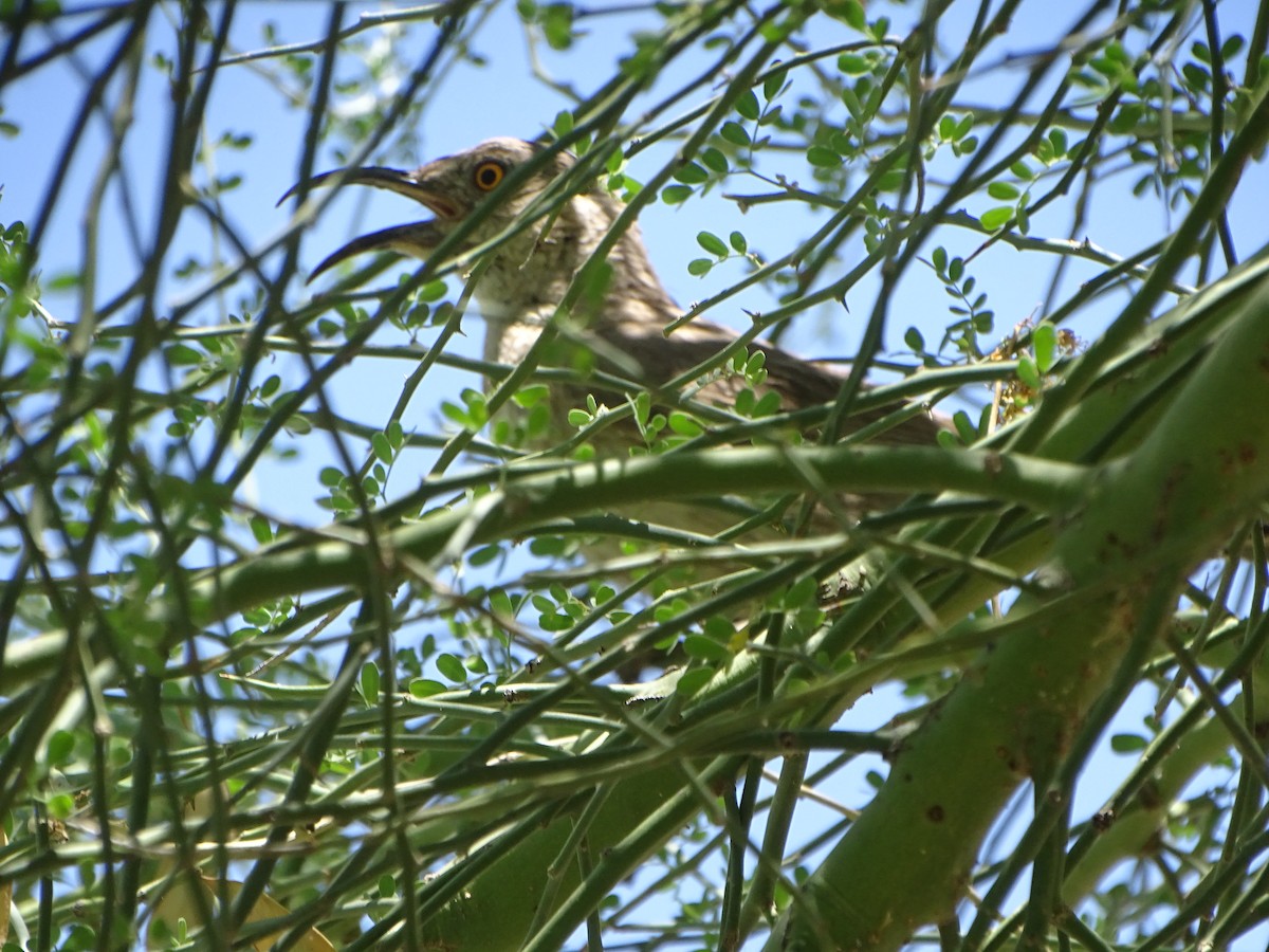 Curve-billed Thrasher - ML620760013