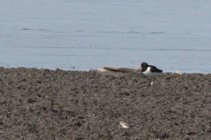 American Oystercatcher - ML620760015