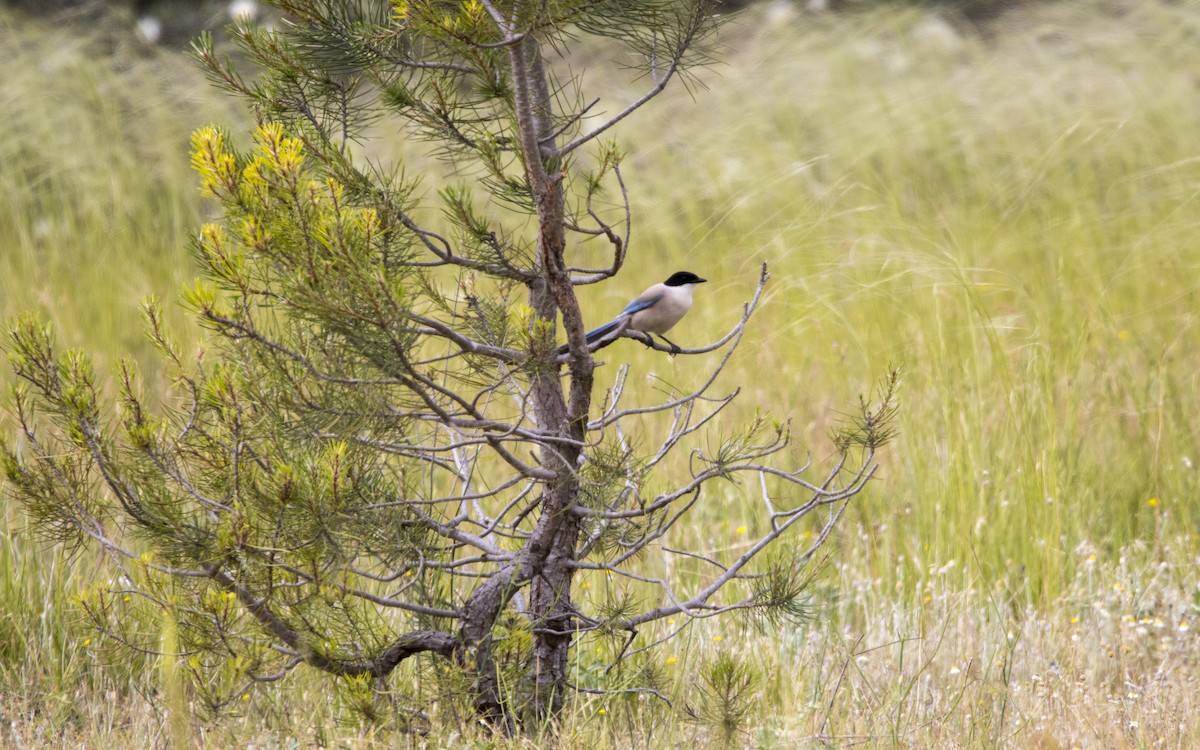 Iberian Magpie - ML620760023