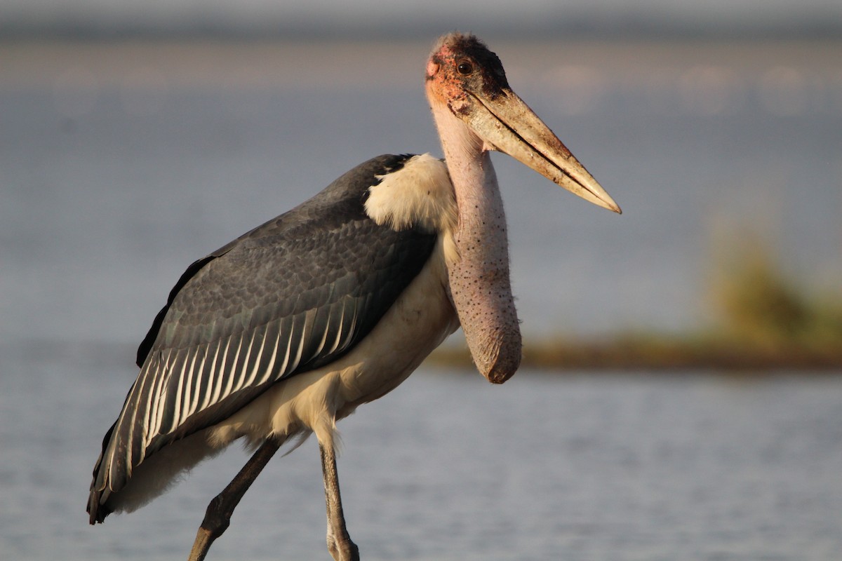 Marabou Stork - ML620760030