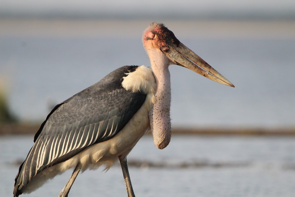 Marabou Stork - ML620760032