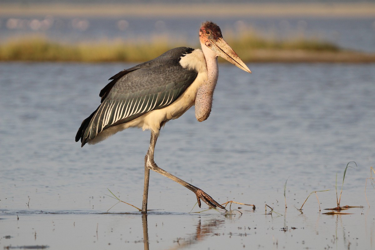 Marabou Stork - ML620760033