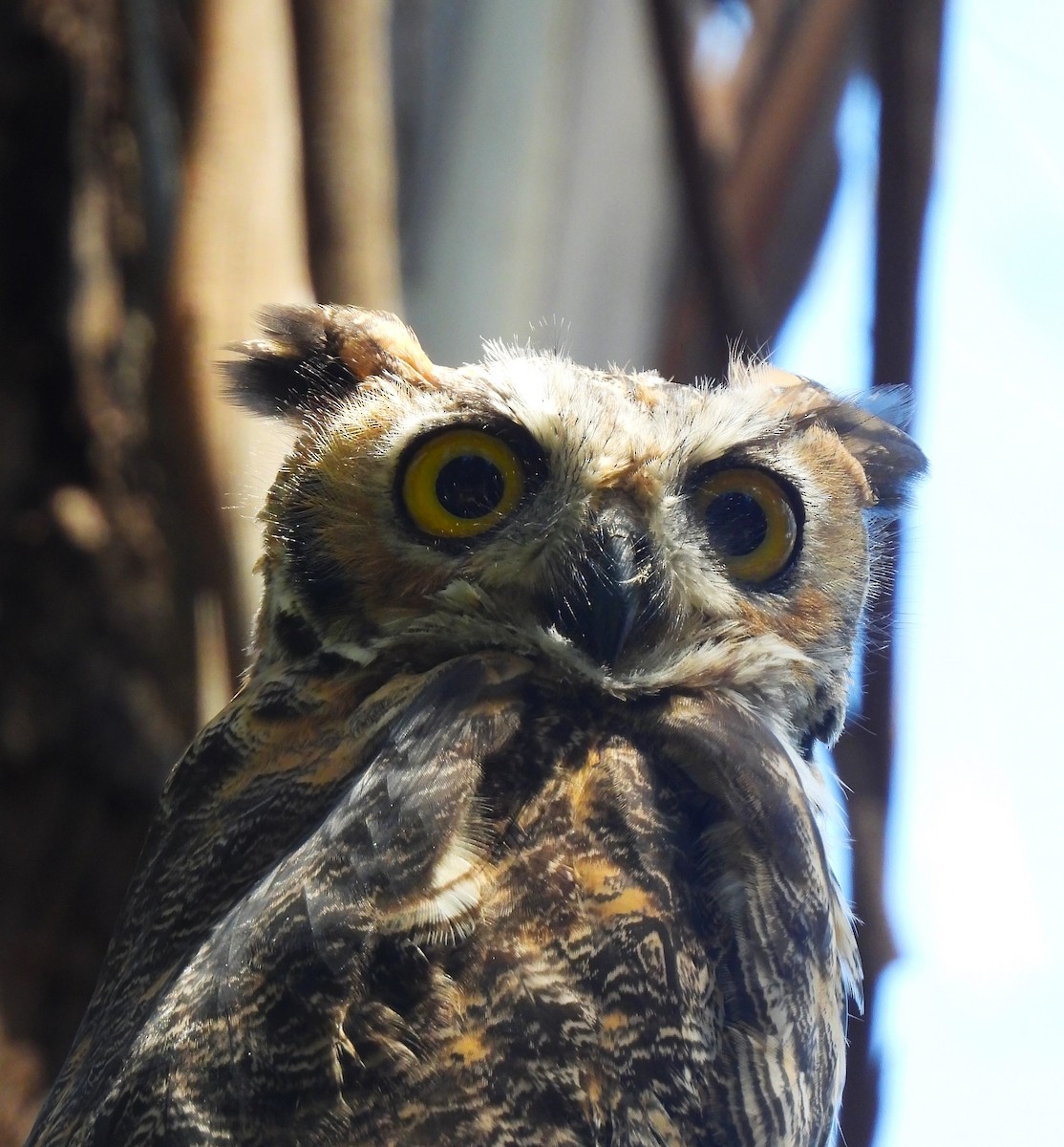 Great Horned Owl - ML620760042