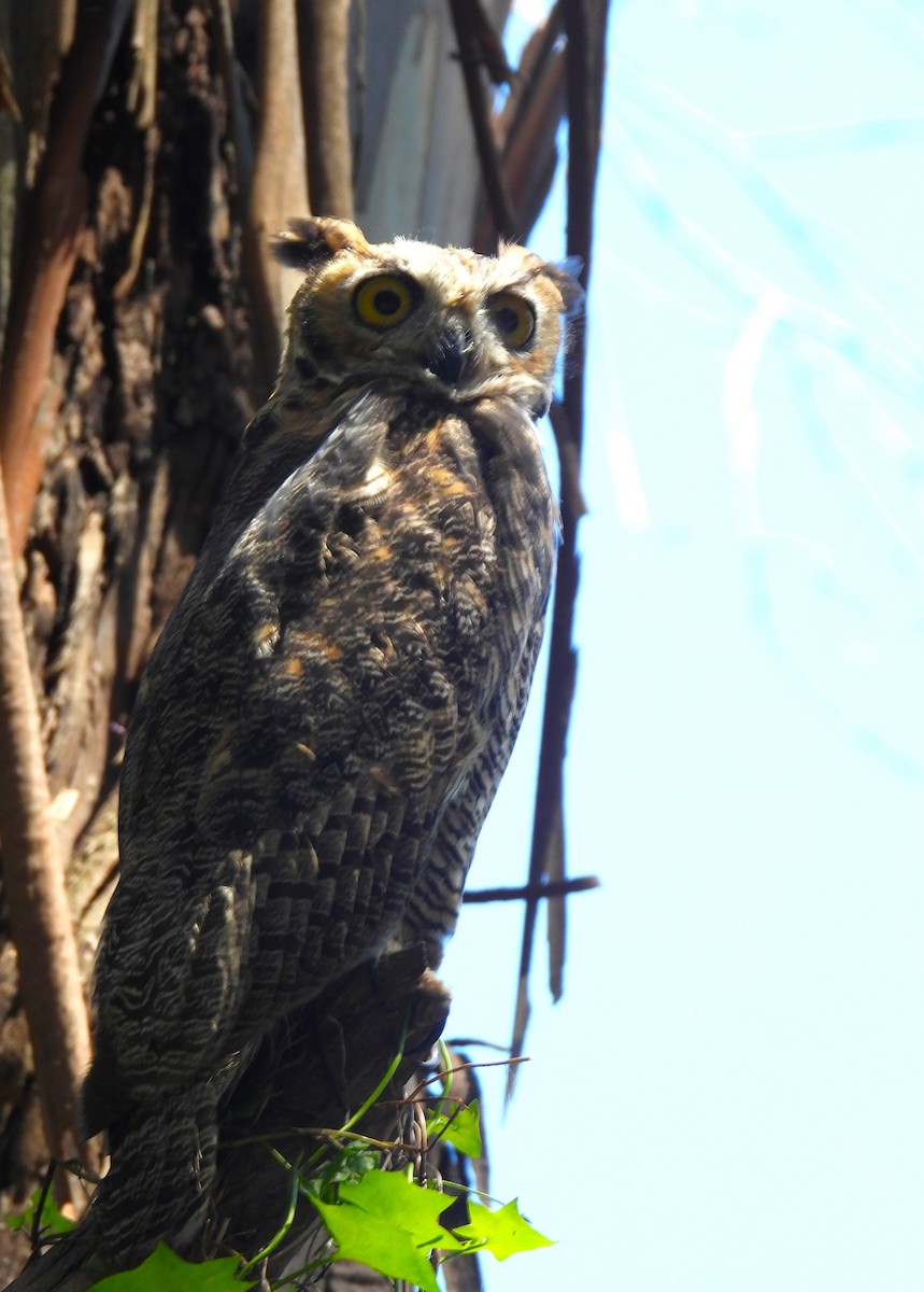 Great Horned Owl - ML620760043