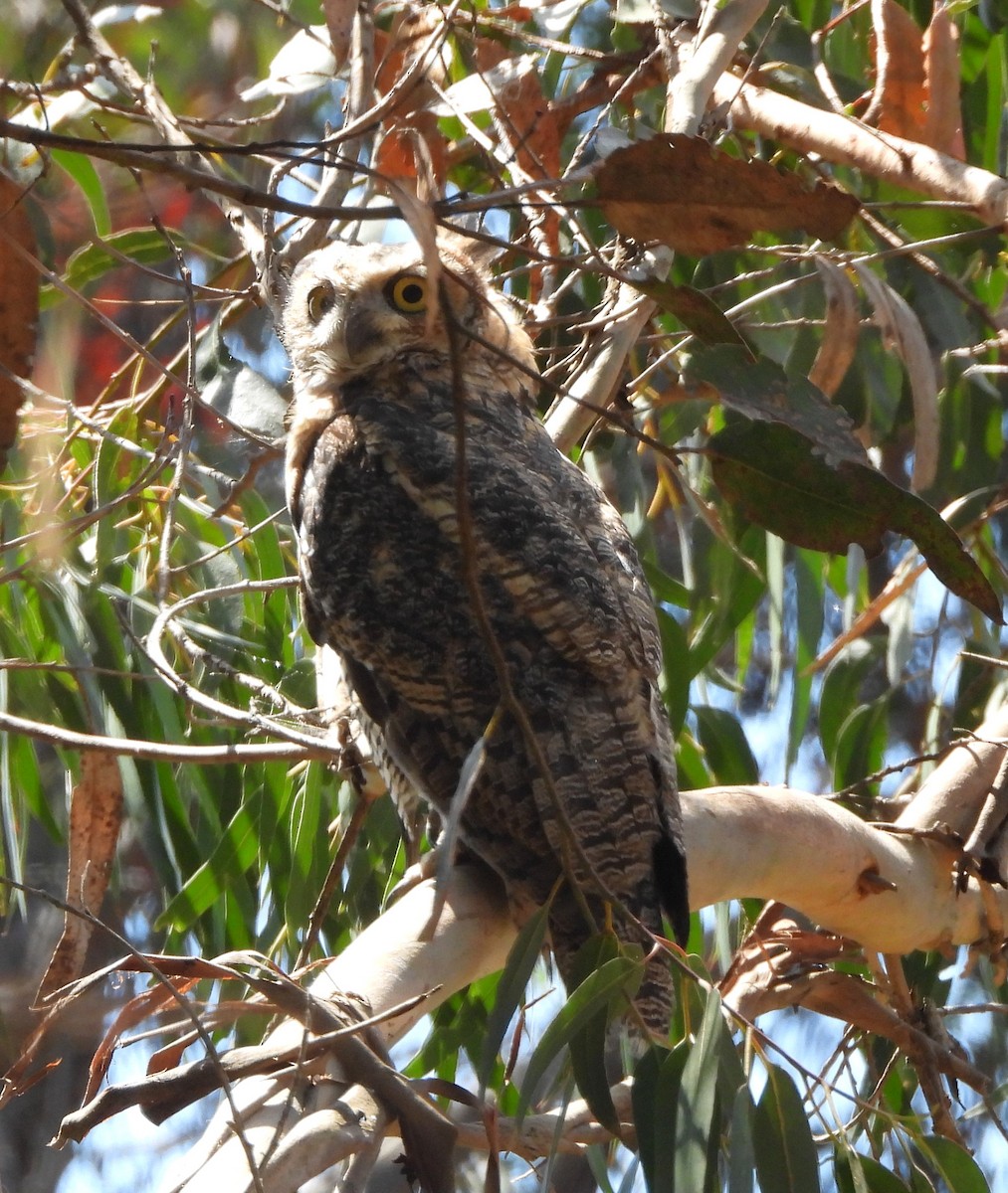 Great Horned Owl - ML620760044