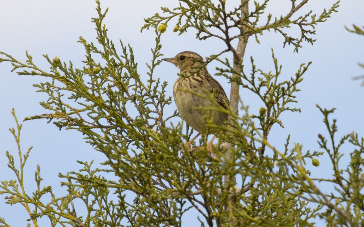 Eurasian Skylark - ML620760046