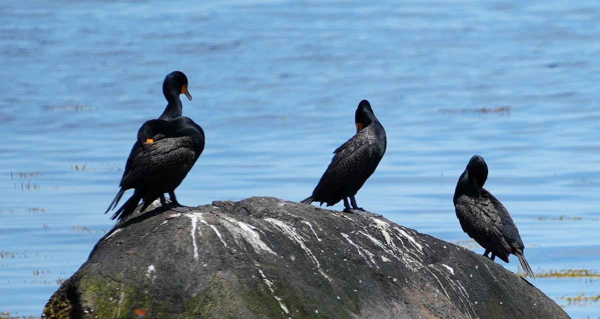 Cormoran à aigrettes - ML620760047