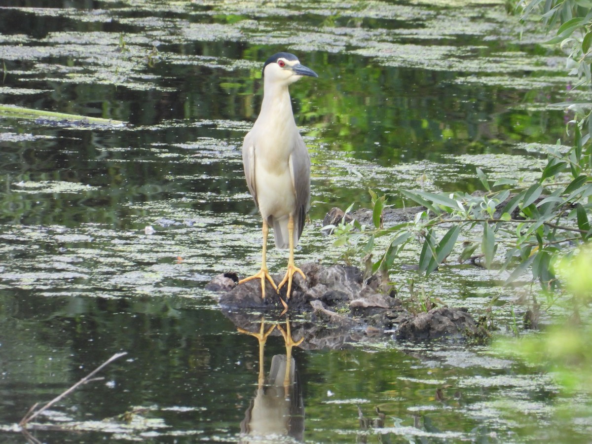 Black-crowned Night Heron - ML620760053