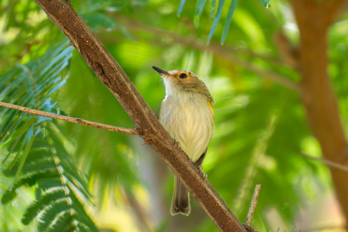 Rusty-fronted Tody-Flycatcher - ML620760055