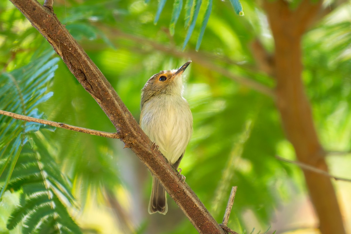 Rusty-fronted Tody-Flycatcher - Marcelo  Telles