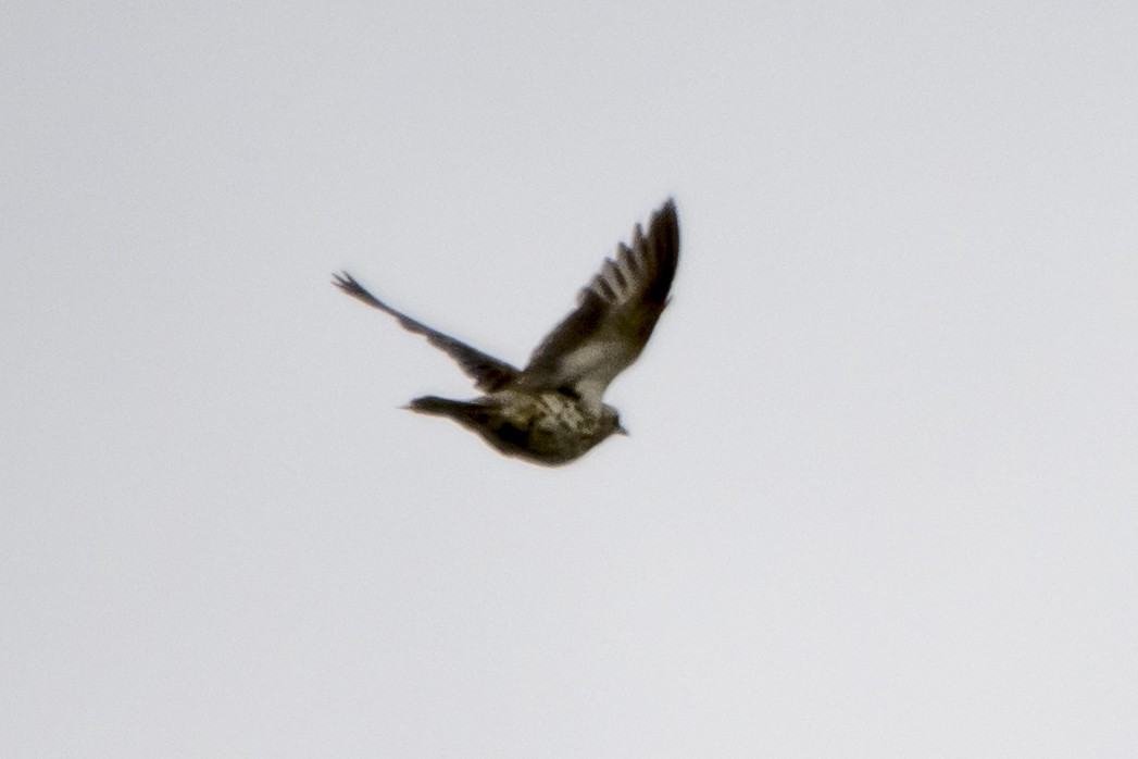 Mistle Thrush - Jesús Iglesias