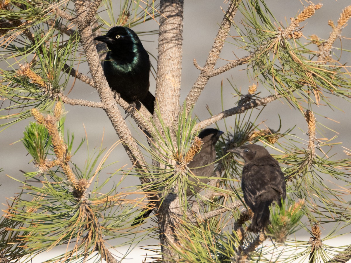 Common Grackle - ML620760067