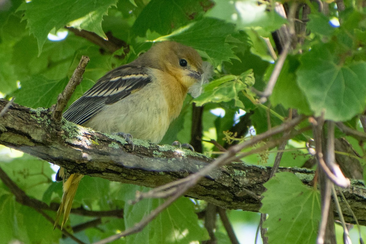 Oriole de Baltimore - ML620760070