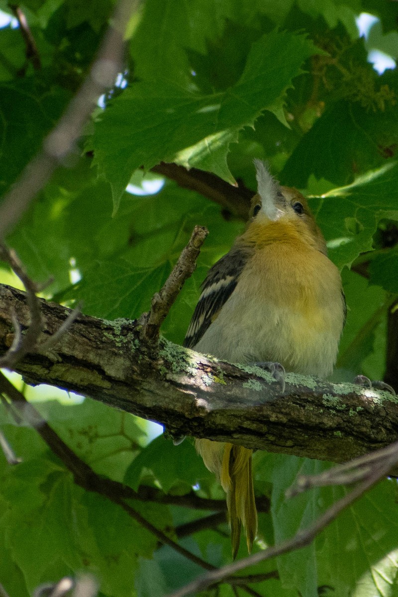 Baltimore Oriole - ML620760071