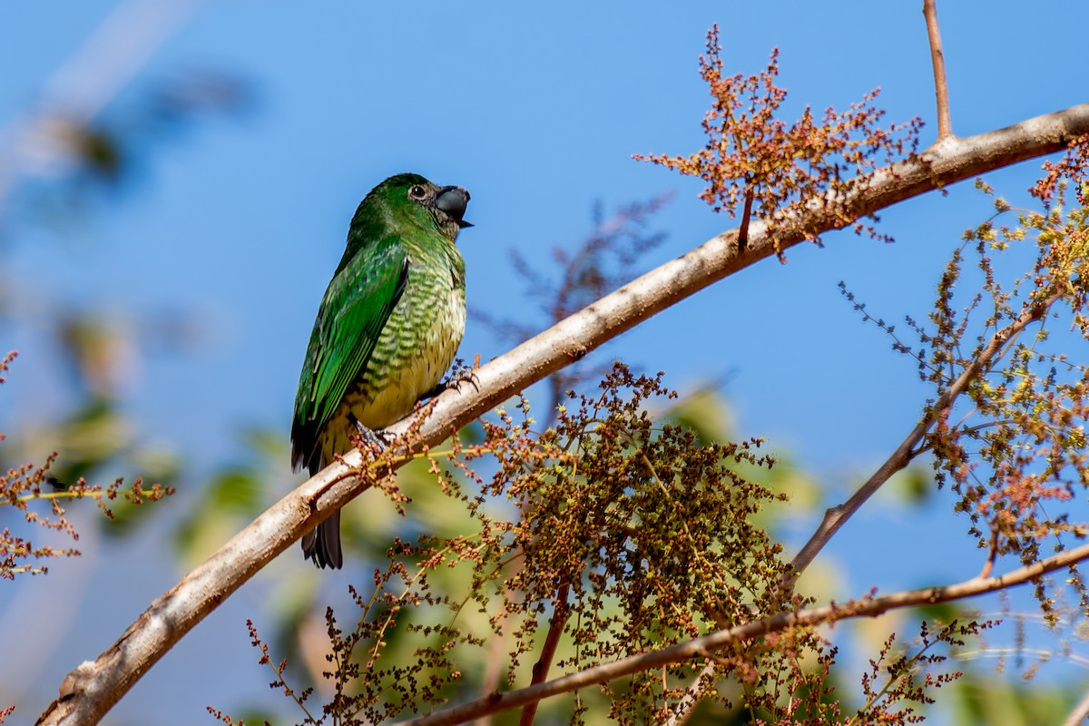 Swallow Tanager - ML620760079