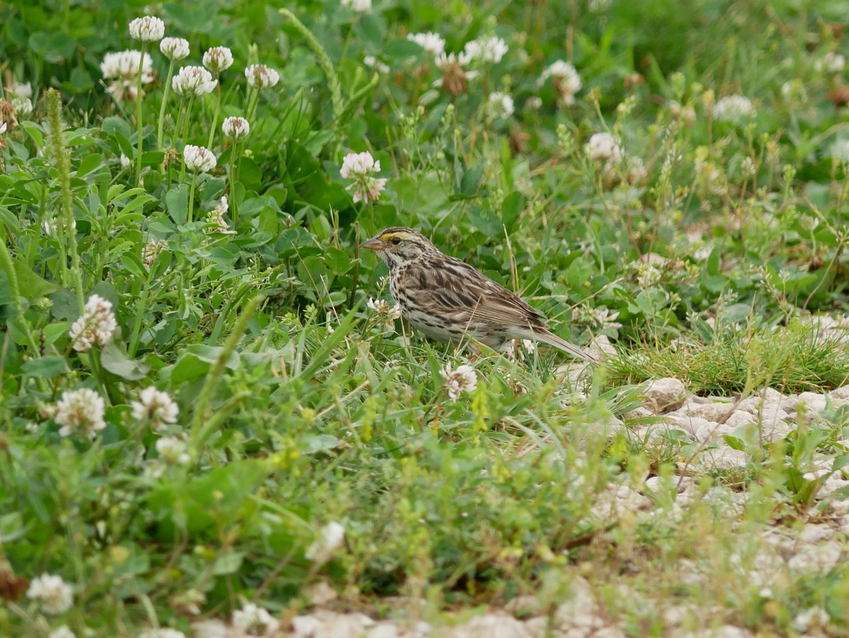 Savannah Sparrow - ML620760080