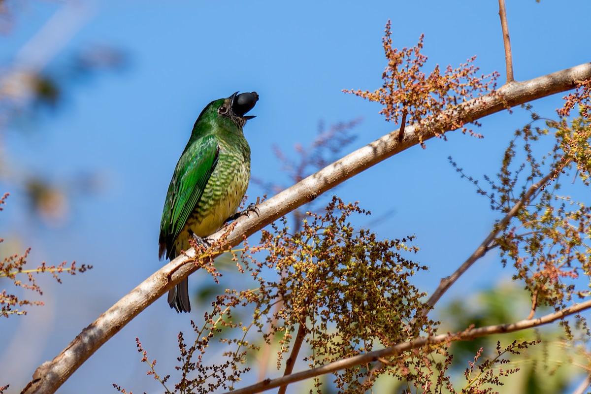 Tangara Golondrina - ML620760083