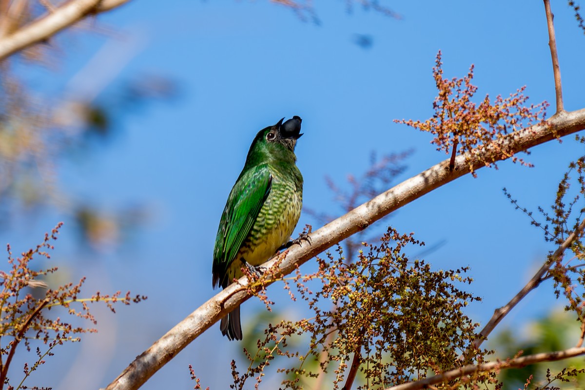 Tangara Golondrina - ML620760084