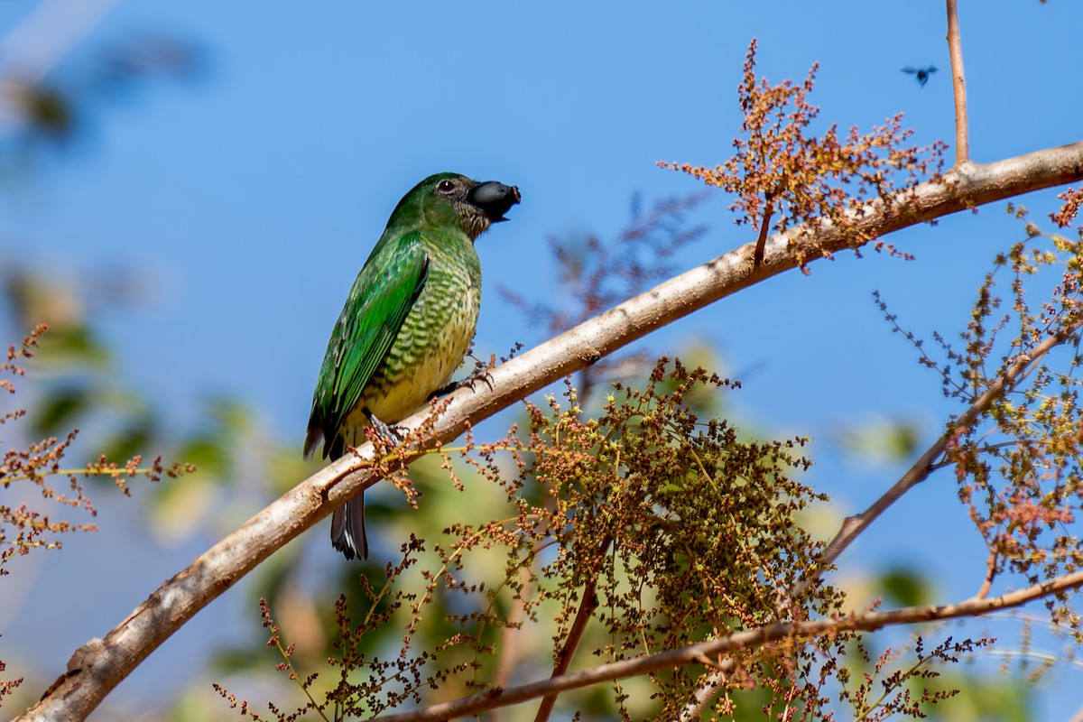 Swallow Tanager - Marcelo  Telles