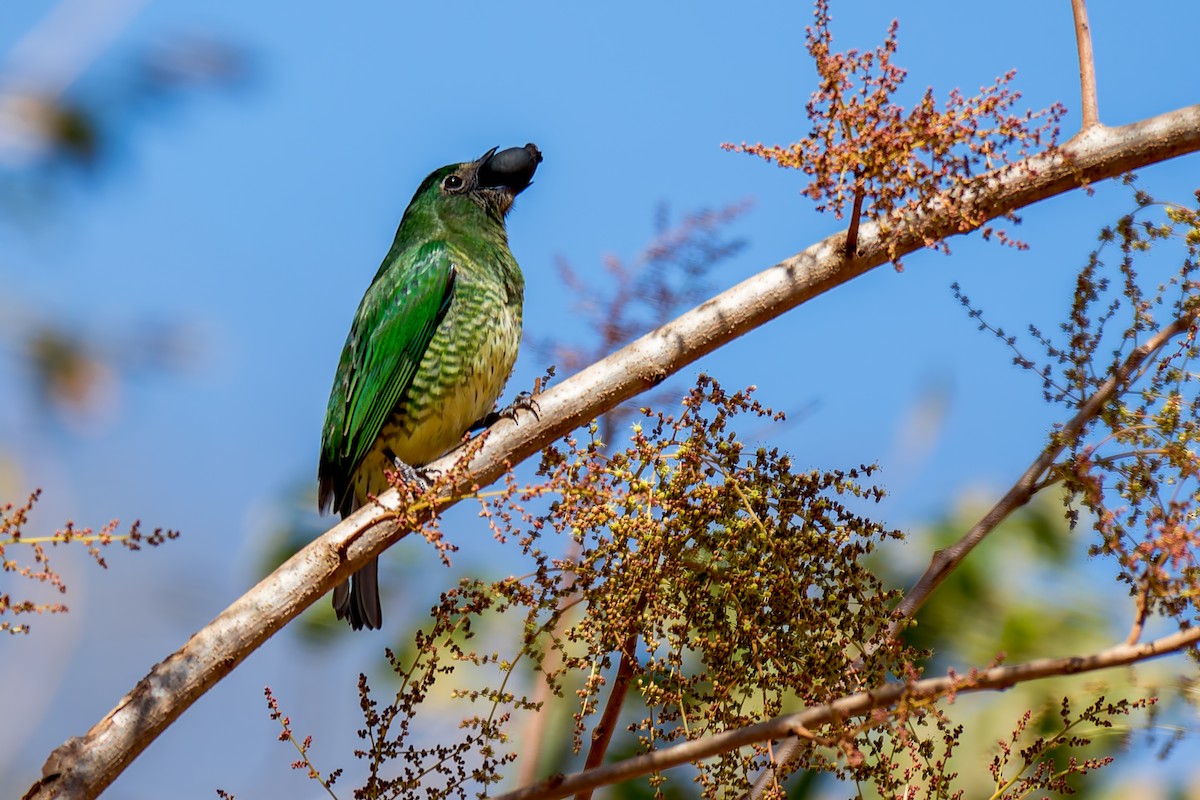 Tangara Golondrina - ML620760086