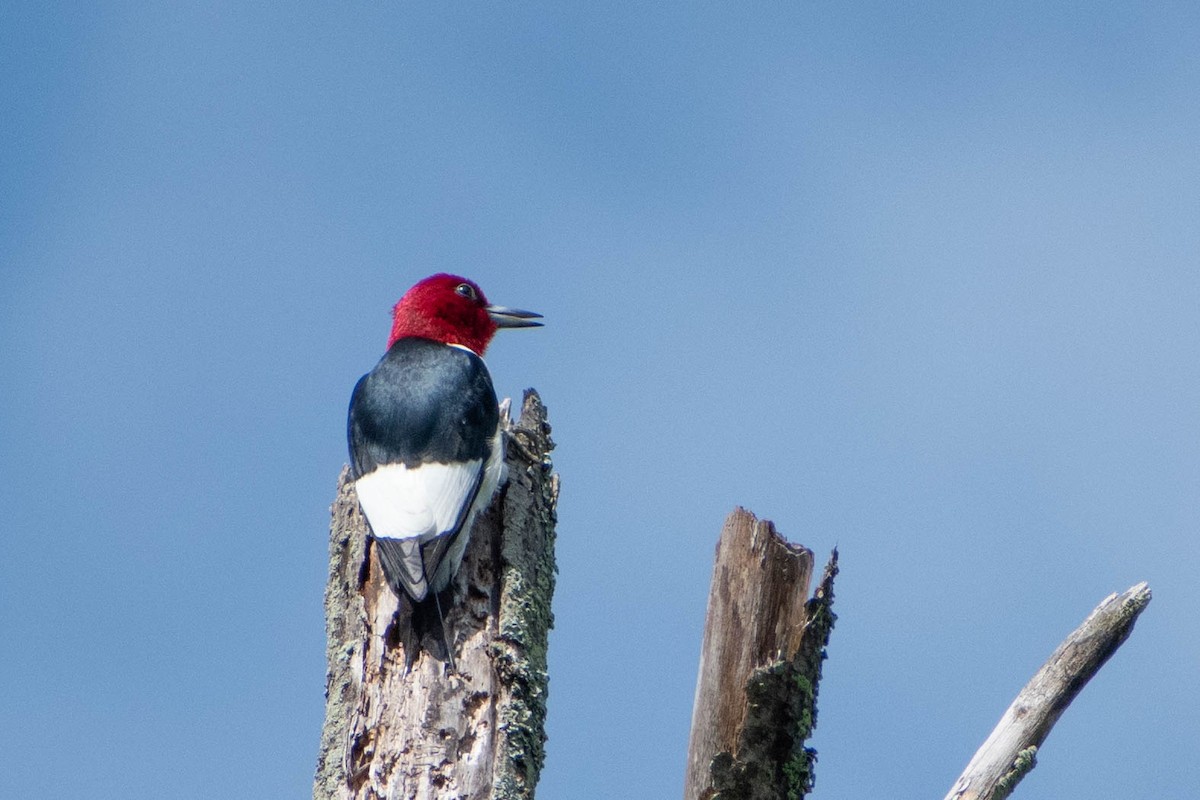Red-headed Woodpecker - ML620760088