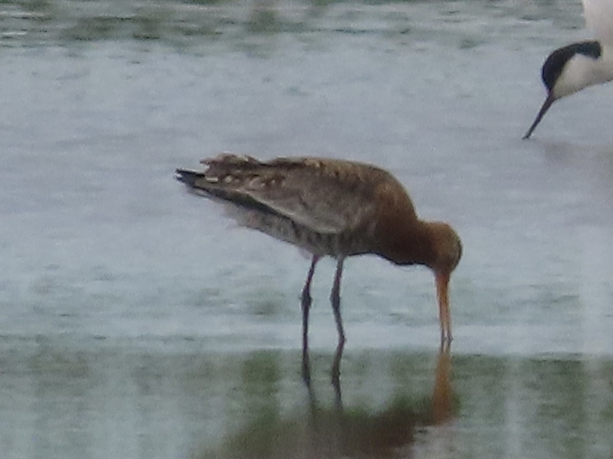 Black-tailed Godwit - ML620760089