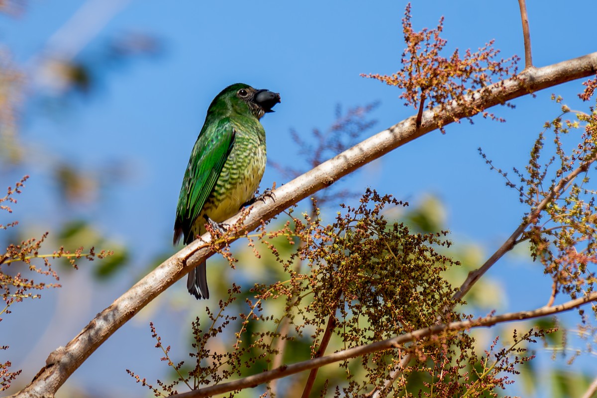 Swallow Tanager - ML620760091