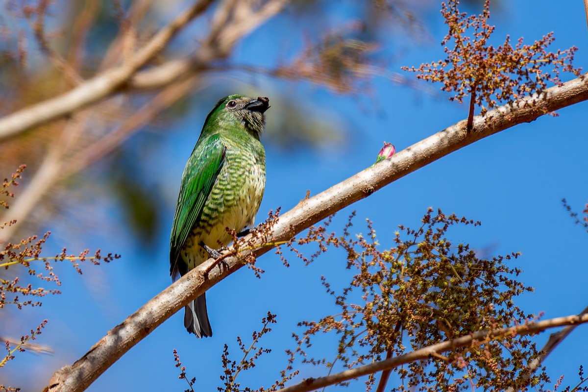 Swallow Tanager - ML620760092