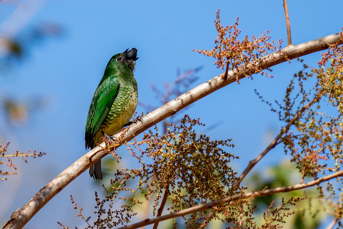 Swallow Tanager - ML620760093