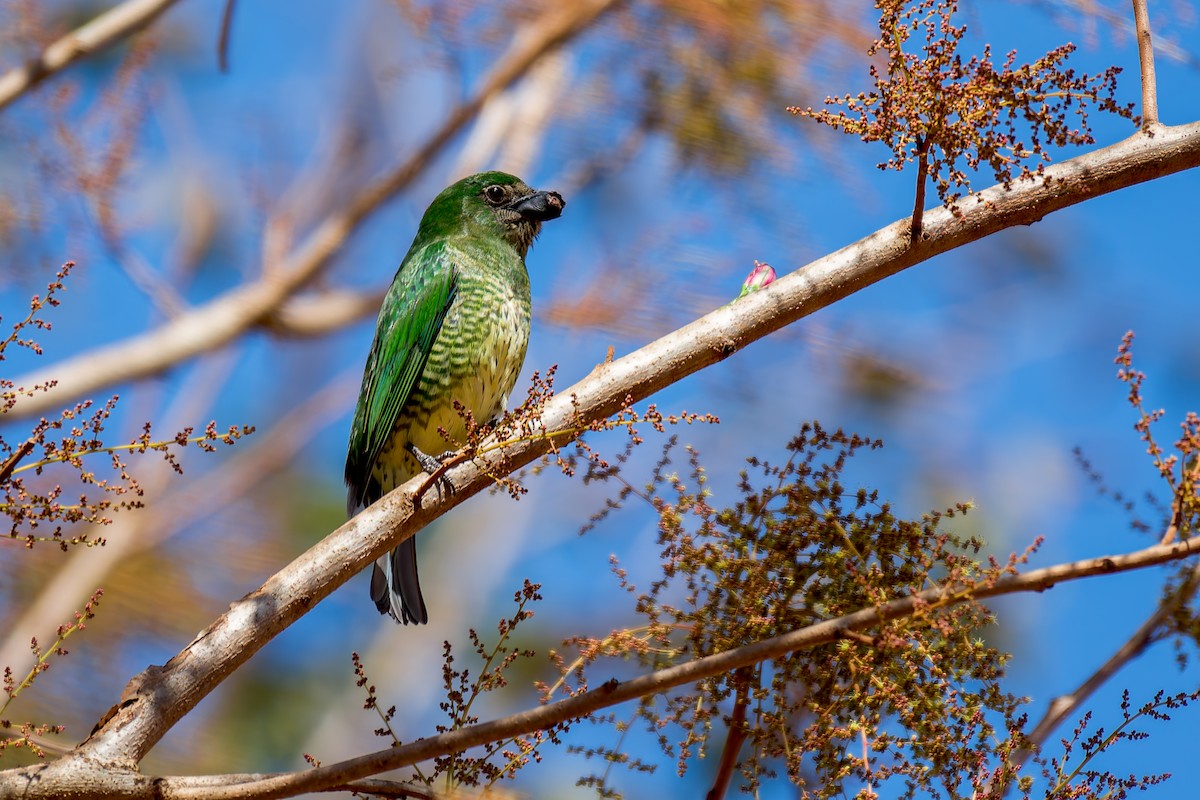 Tangara Golondrina - ML620760095