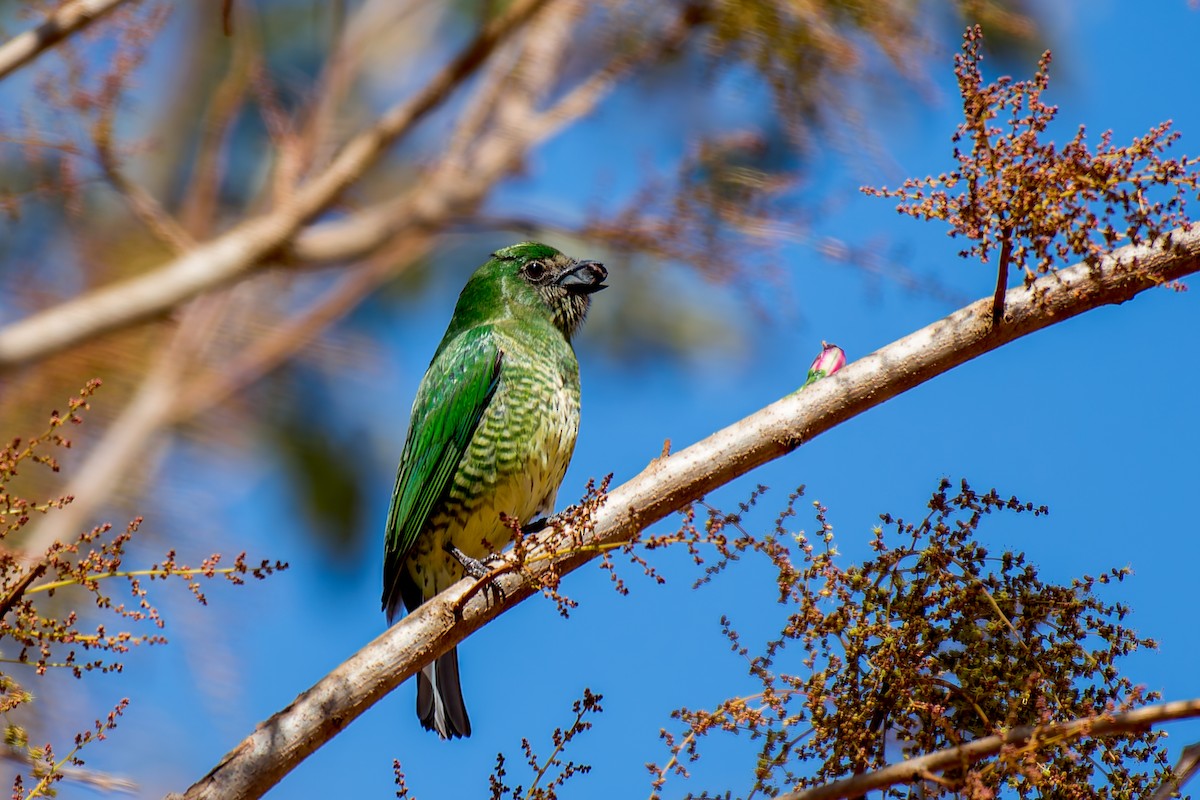 Swallow Tanager - ML620760096