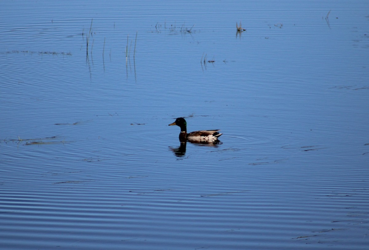 Canard colvert - ML620760098