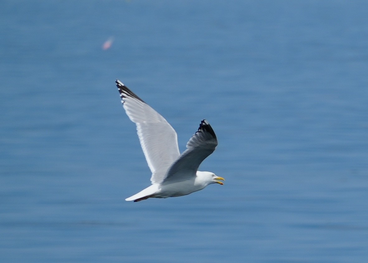 Herring Gull - ML620760100